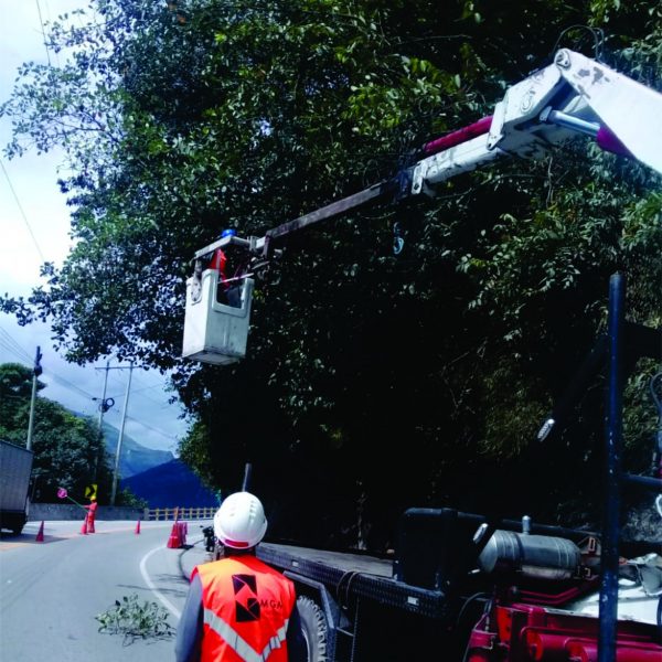 servicio de forestacion